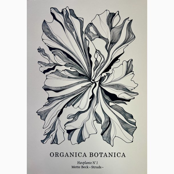 Havplante ORGANICA BOTANICA