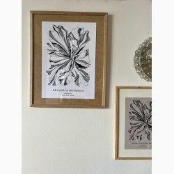 Havplante ORGANICA BOTANICA